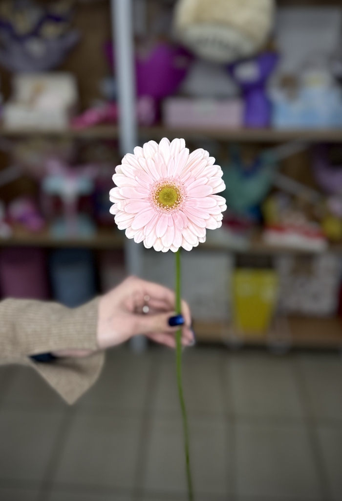 Гербера Рич Florseason