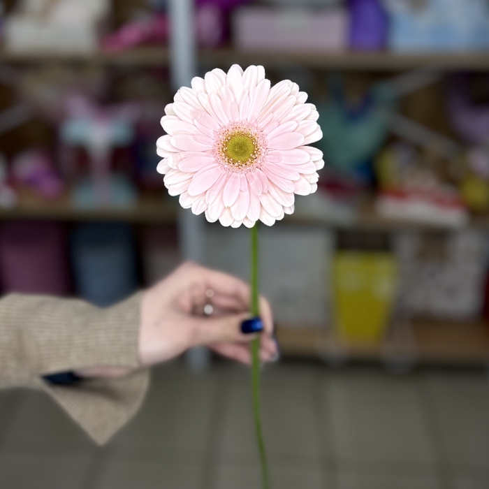 Гербера Рич Florseason