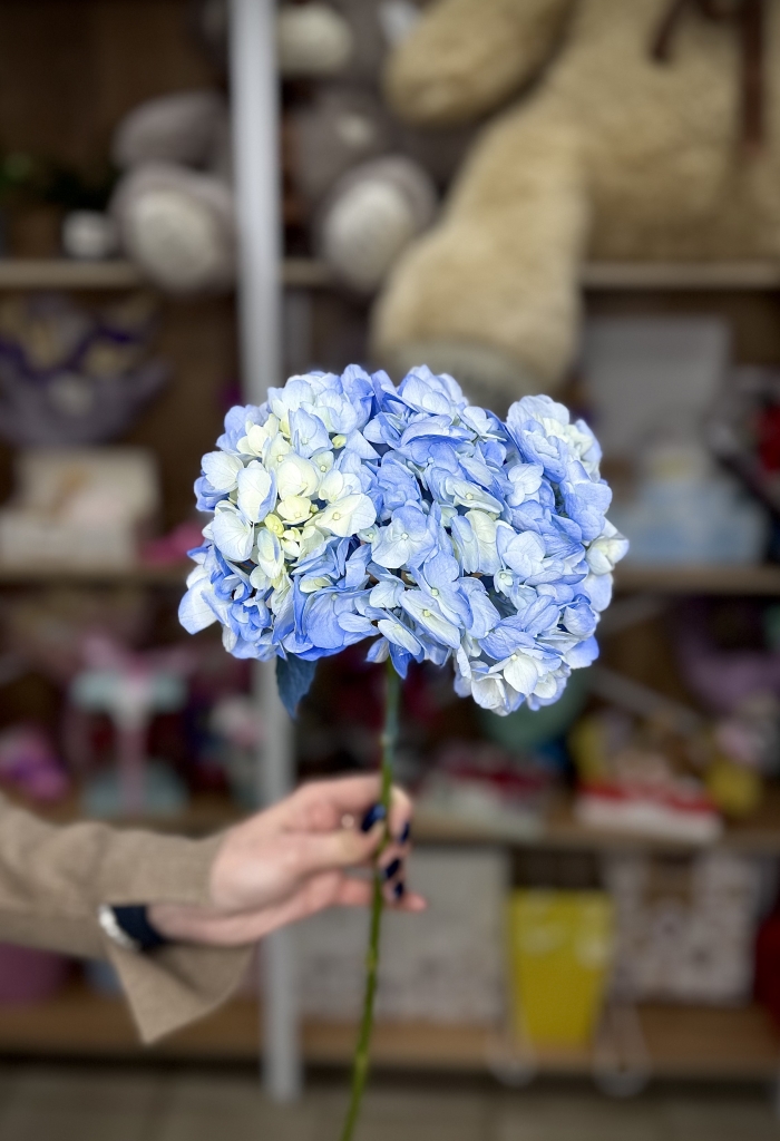 Гортензия Florseason