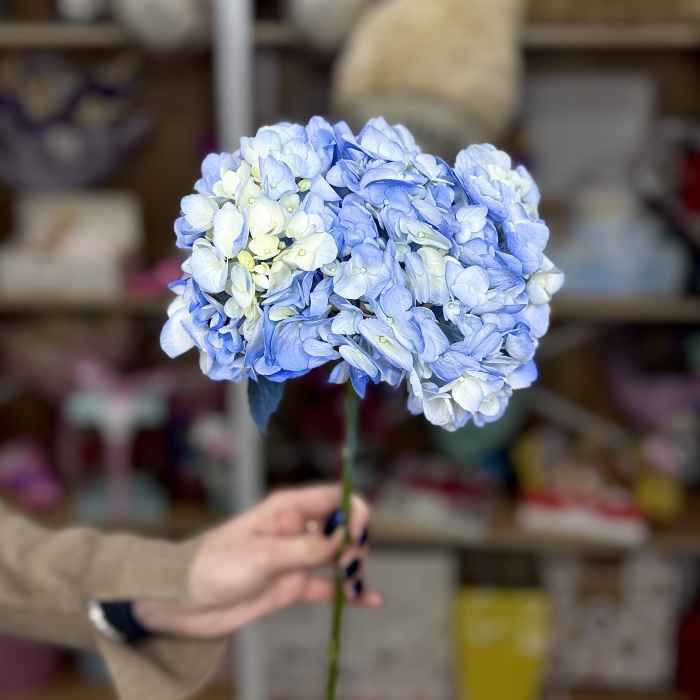 Гортензия Florseason