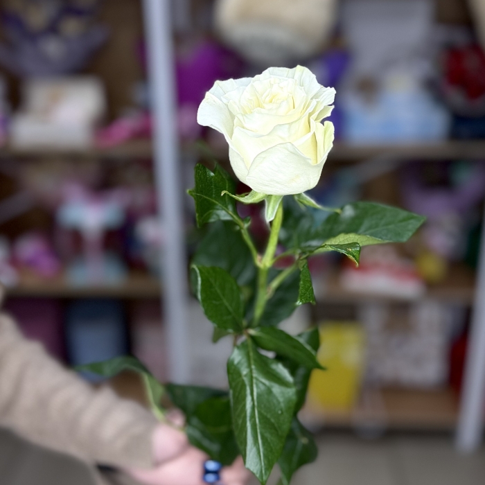 Роза Эквадор 70см Florseason