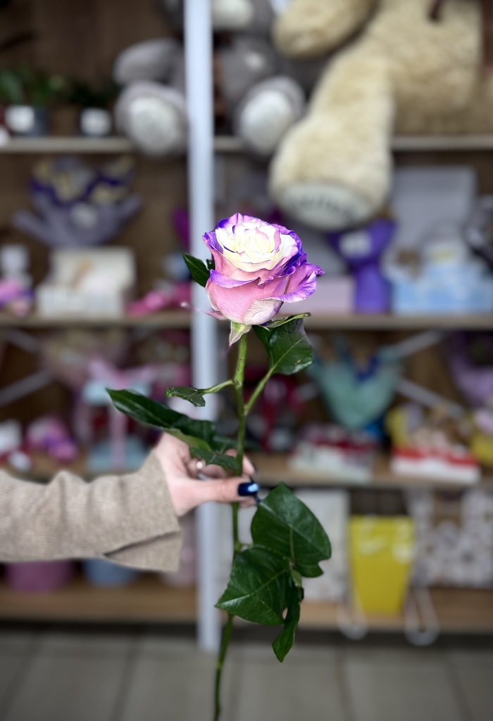 Роза Эксклюзив 60см Florseason