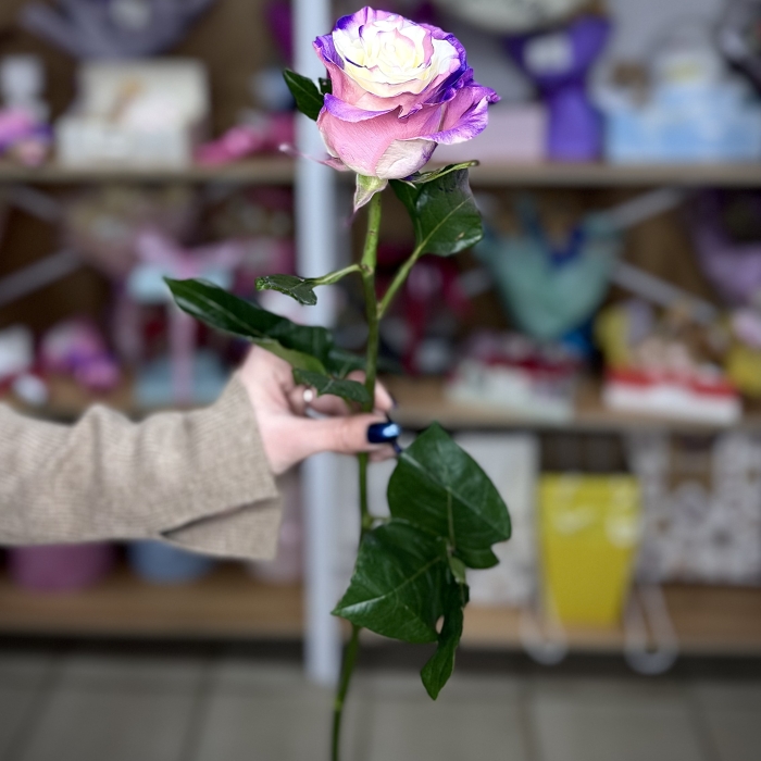 Роза Эксклюзив 60см Florseason