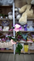 Роза Эксклюзив 60см Florseason