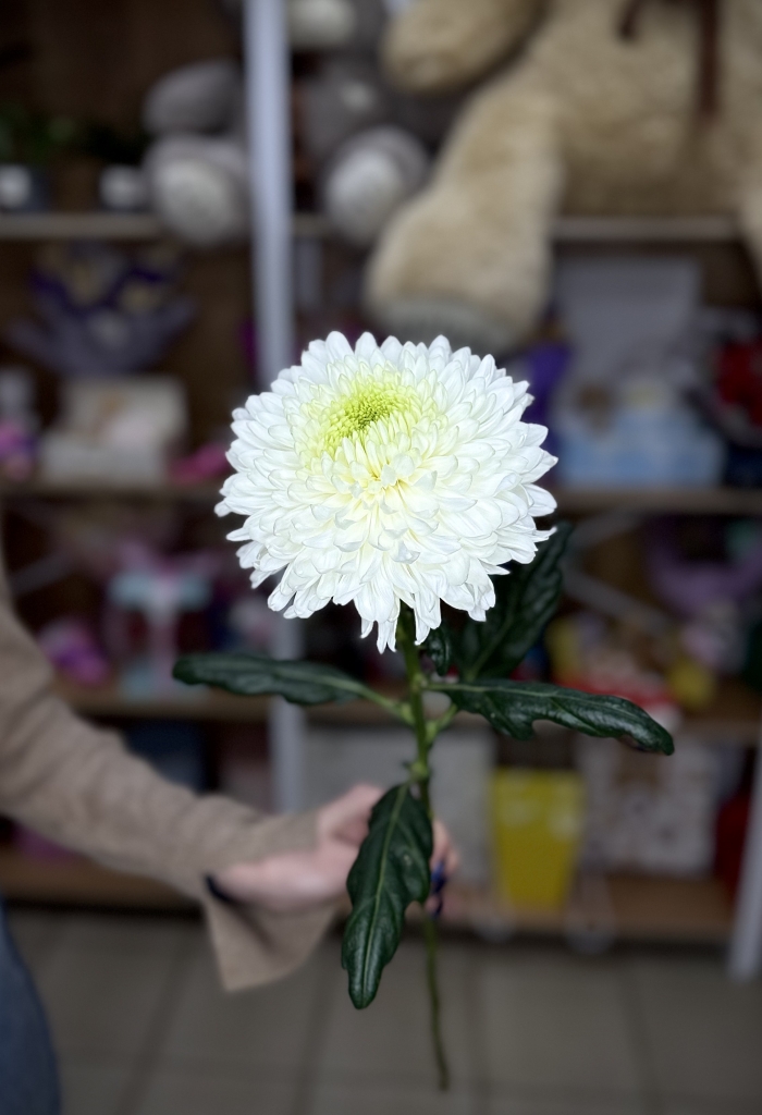 Хризантема Одноголовая Florseason