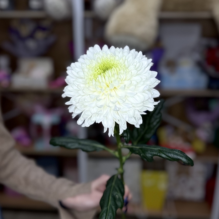 Хризантема Одноголовая Florseason