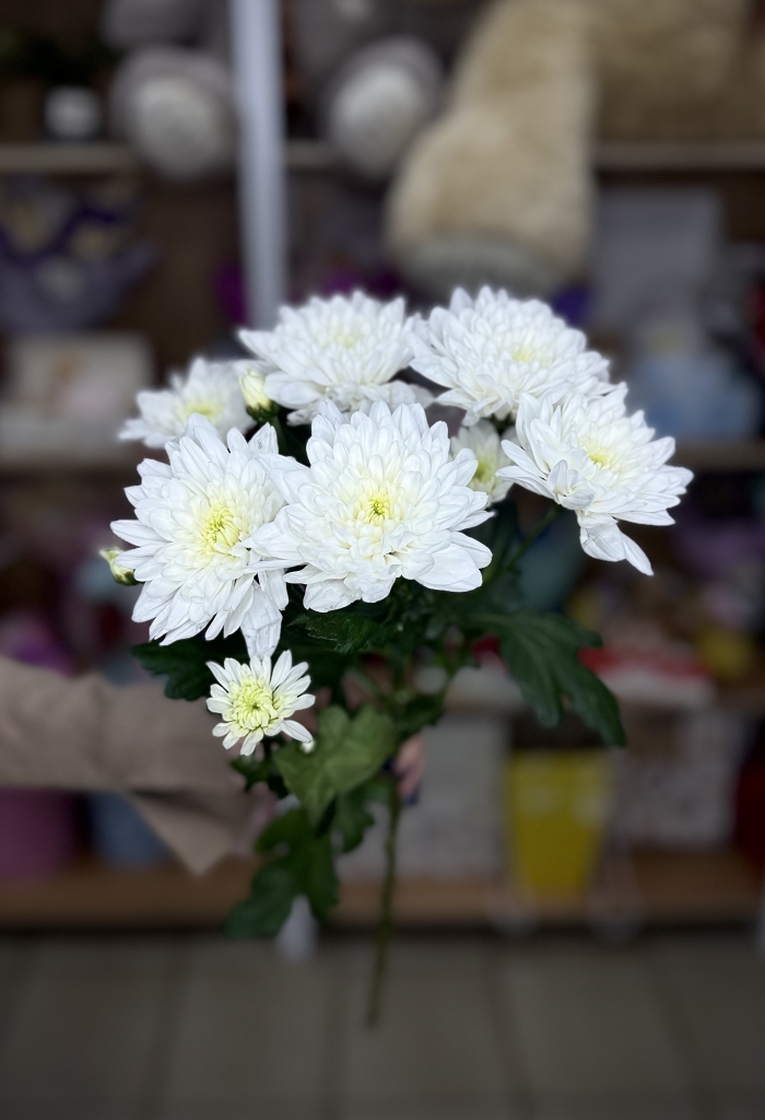 Хризантема кустовая Florseason